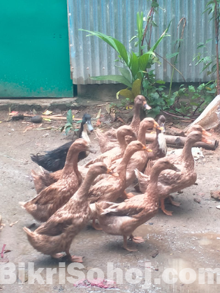 পাতি হাঁস